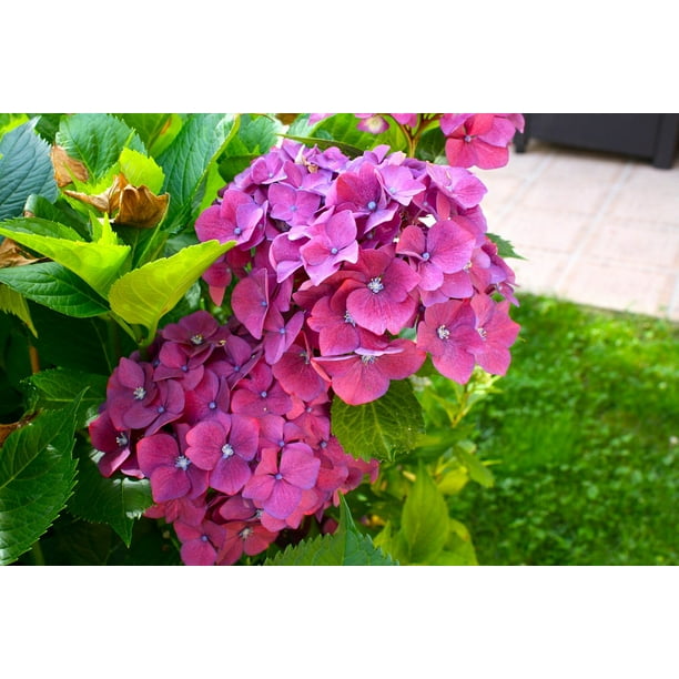 Hortensia DIY Set Hydrangea Painting By Numbers High-quality Flowers Picture With Frame Without Frame Best Gift for Painter Adult Floral Painting